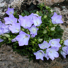 Campanula rainerii unspecified picture