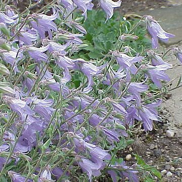 Campanula sarmatica unspecified picture