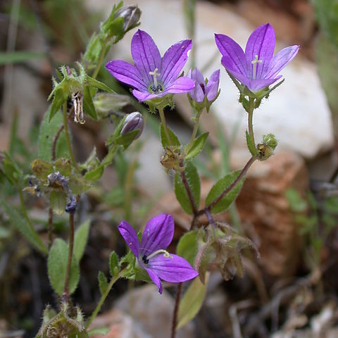 Campanula stellaris unspecified picture