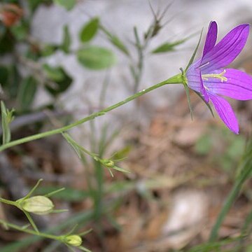 Campanula retrorsa unspecified picture