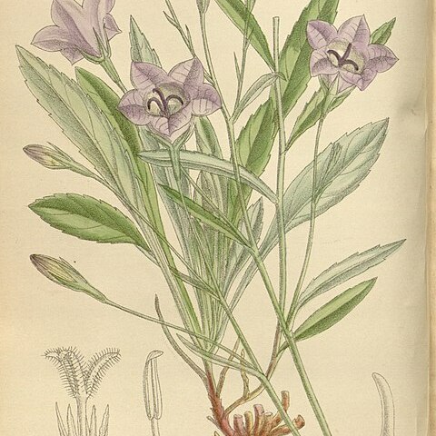 Campanula stevenii unspecified picture