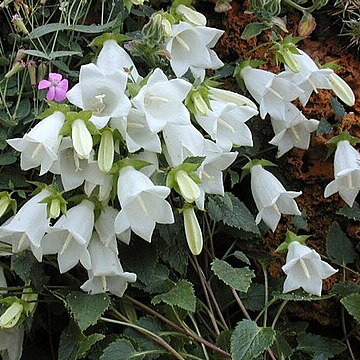 Campanula betulifolia unspecified picture