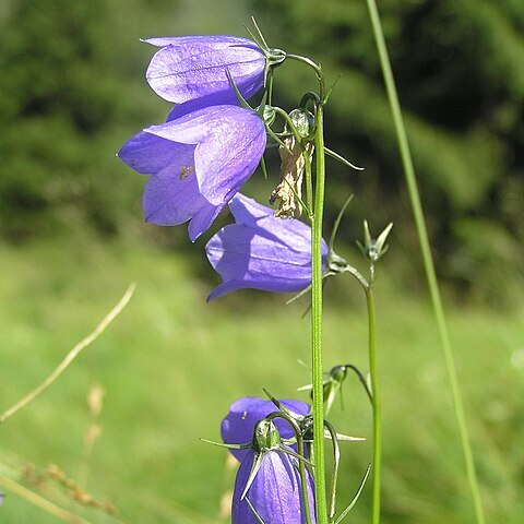 Campanula bohemica unspecified picture