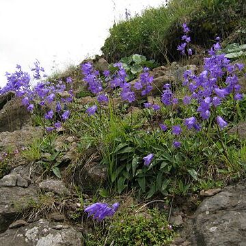 Campanula collina unspecified picture