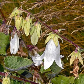 Campanula lanata unspecified picture