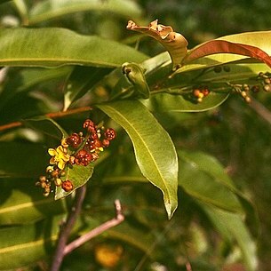 Campylospermum serratum unspecified picture