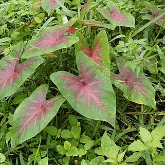 Caladium unspecified picture