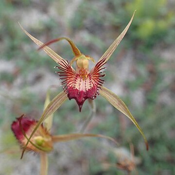 Caladenia georgei unspecified picture