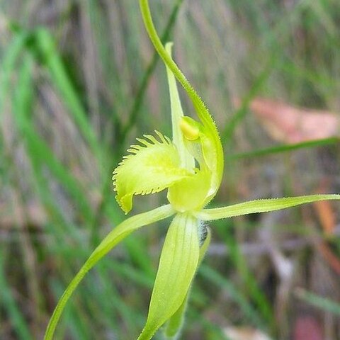 Caladenia flavovirens unspecified picture