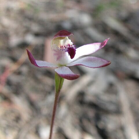 Caladenia gracilis unspecified picture