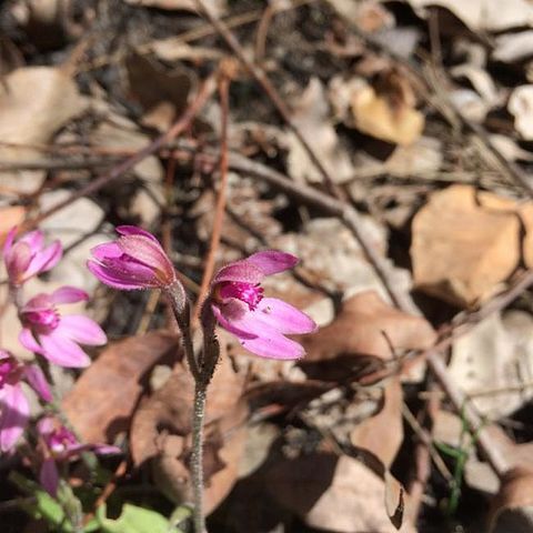 Caladenia nana unspecified picture