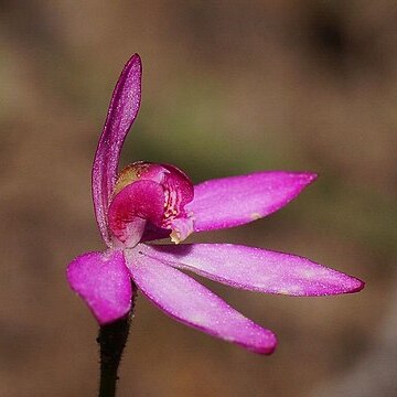 Caladenia ornata unspecified picture