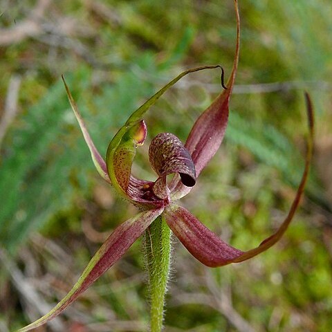 Caladenia ovata unspecified picture