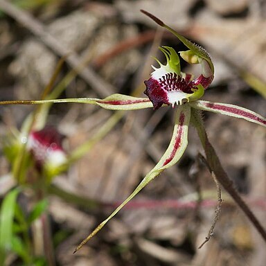 Caladenia parva unspecified picture