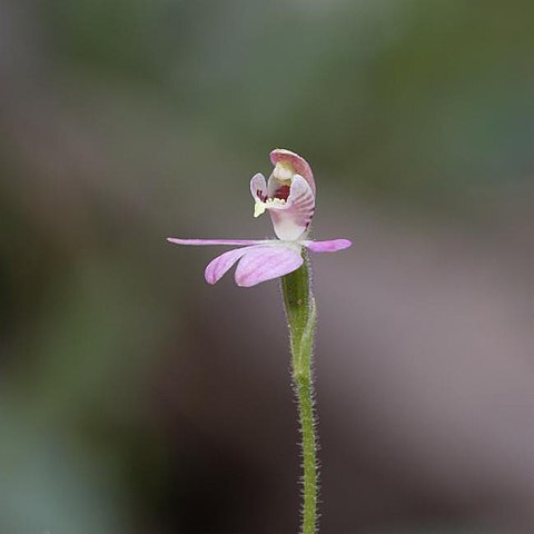 Caladenia pygmaea unspecified picture