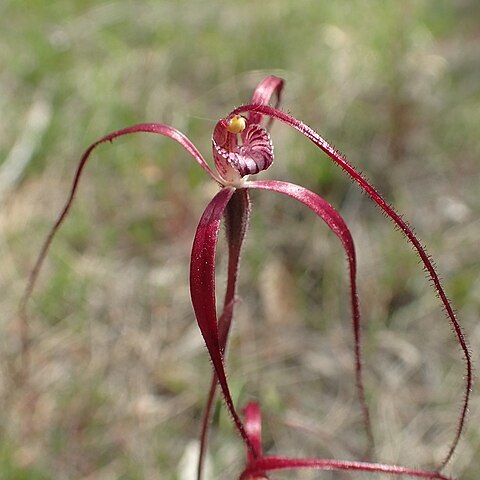 Caladenia pulchra unspecified picture