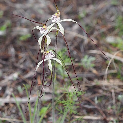 Caladenia pendens unspecified picture