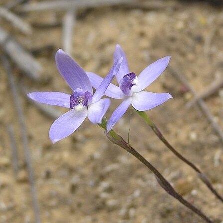 Caladenia amplexans unspecified picture