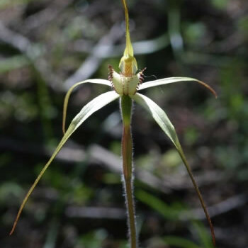 Caladenia arenaria unspecified picture