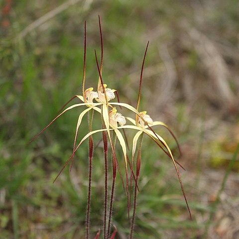 Caladenia xantha unspecified picture