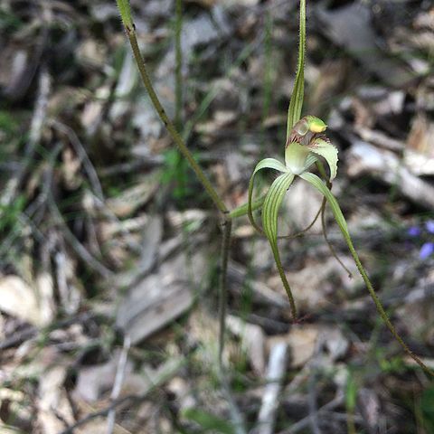 Caladenia uliginosa subsp. patulens unspecified picture