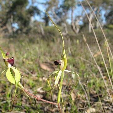 Caladenia uliginosa unspecified picture