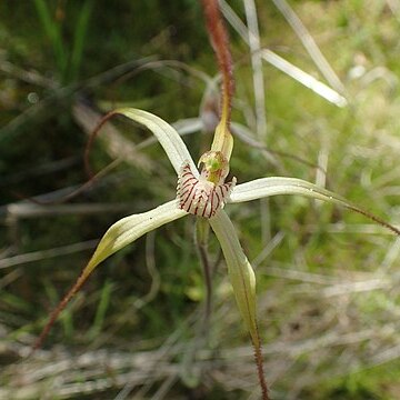 Caladenia exilis unspecified picture