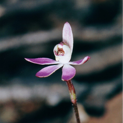 Caladenia mentiens unspecified picture