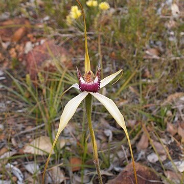 Caladenia pectinata unspecified picture