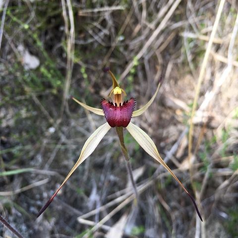 Caladenia montana unspecified picture