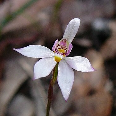 Caladenia alata unspecified picture