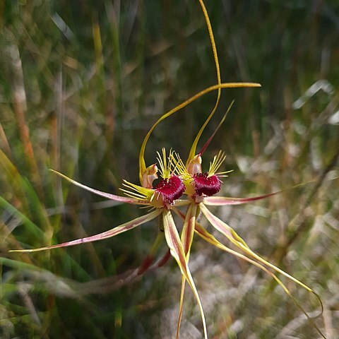 Caladenia radiata unspecified picture