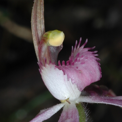 Caladenia rosella unspecified picture