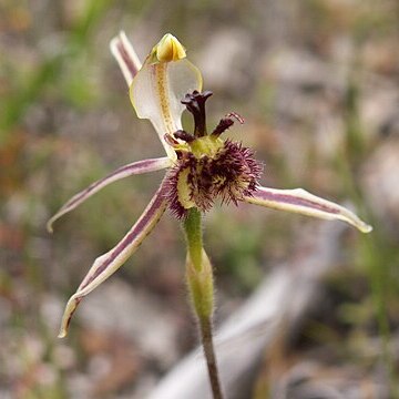 Caladenia barbarossa unspecified picture