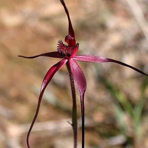 Caladenia clavescens unspecified picture