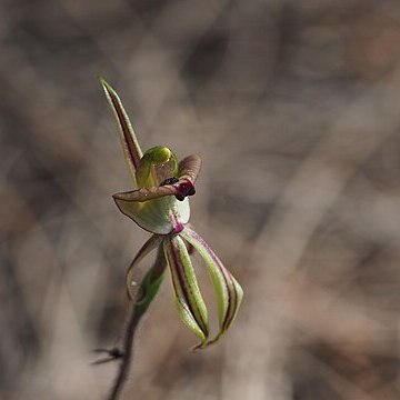 Caladenia brevisura unspecified picture