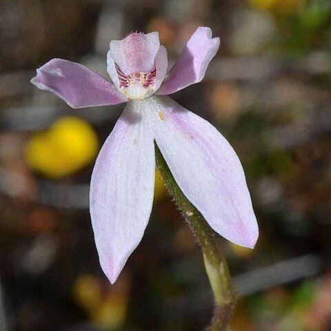 Caladenia cracens unspecified picture