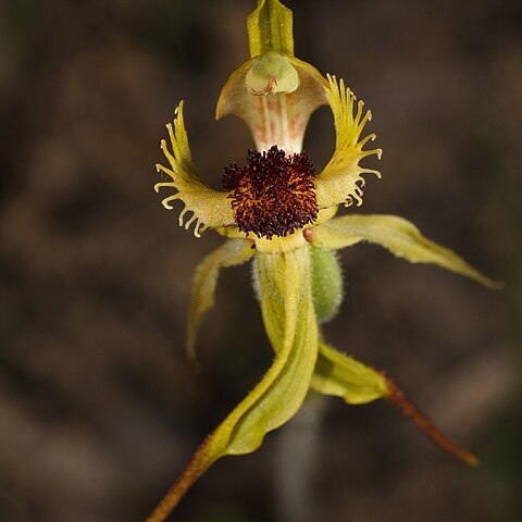 Caladenia crebra unspecified picture