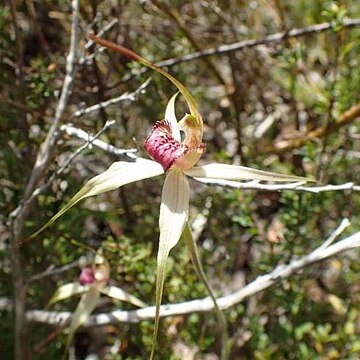 Caladenia valida unspecified picture