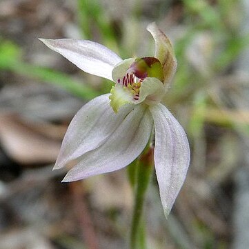 Caladenia vulgaris unspecified picture