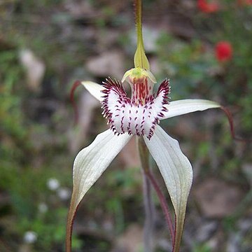 Caladenia venusta unspecified picture