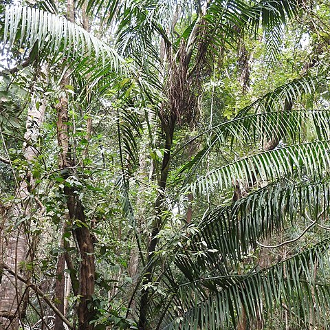 Calamus andamanicus unspecified picture