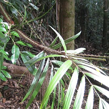 Calamus muelleri unspecified picture