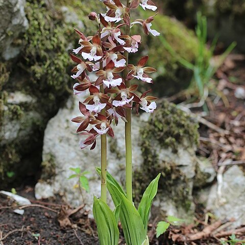 Calanthe discolor var. discolor unspecified picture