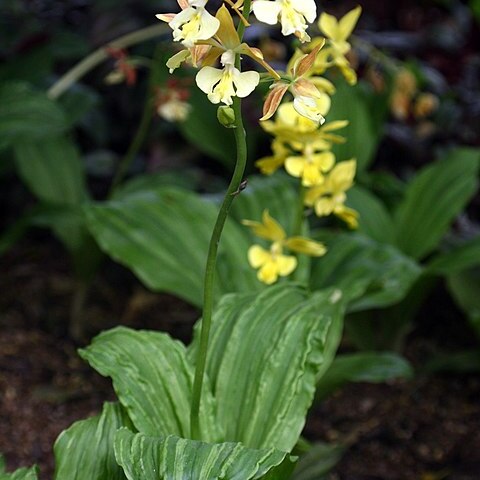 Calanthe striata unspecified picture