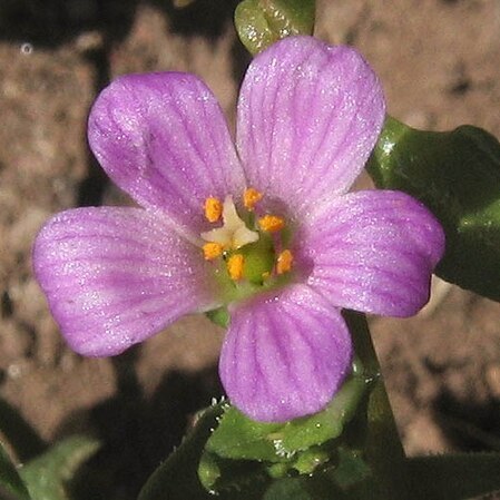 Calandrinia breweri unspecified picture