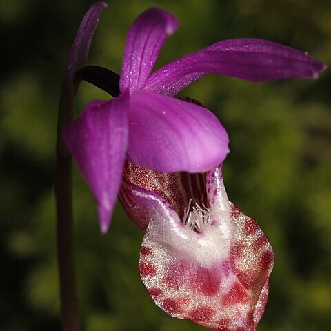 Calypso bulbosa var. occidentalis unspecified picture