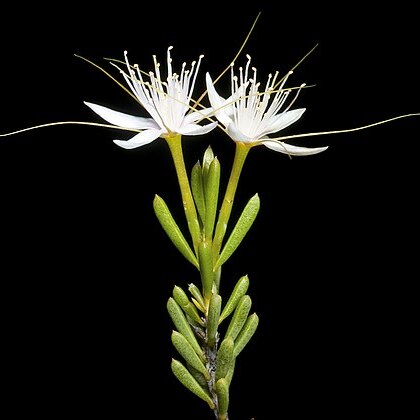 Calytrix praecipua unspecified picture