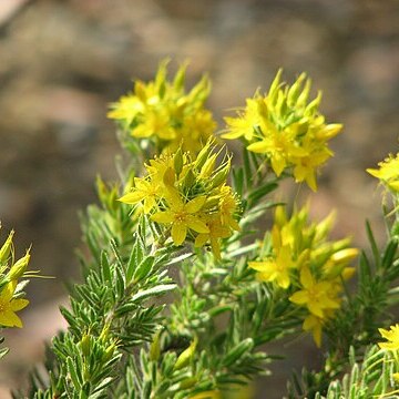 Calytrix aurea unspecified picture