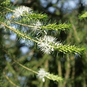 Calytrix acutifolia unspecified picture